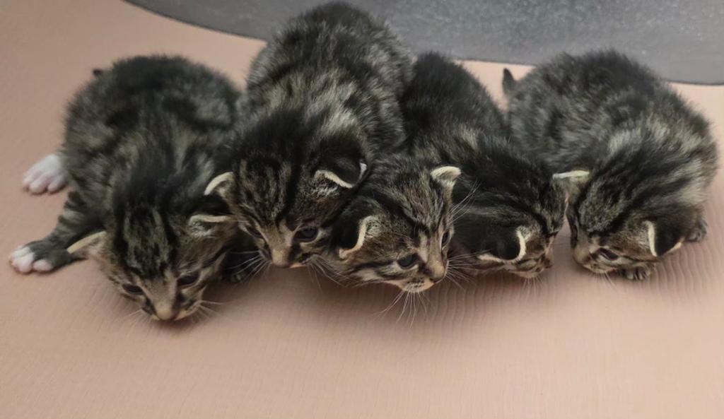 5 kittens zoeken binnenkort een nieuw huisje!, Dieren en Toebehoren, Meerdere dieren, Kortharig, 0 tot 2 jaar
