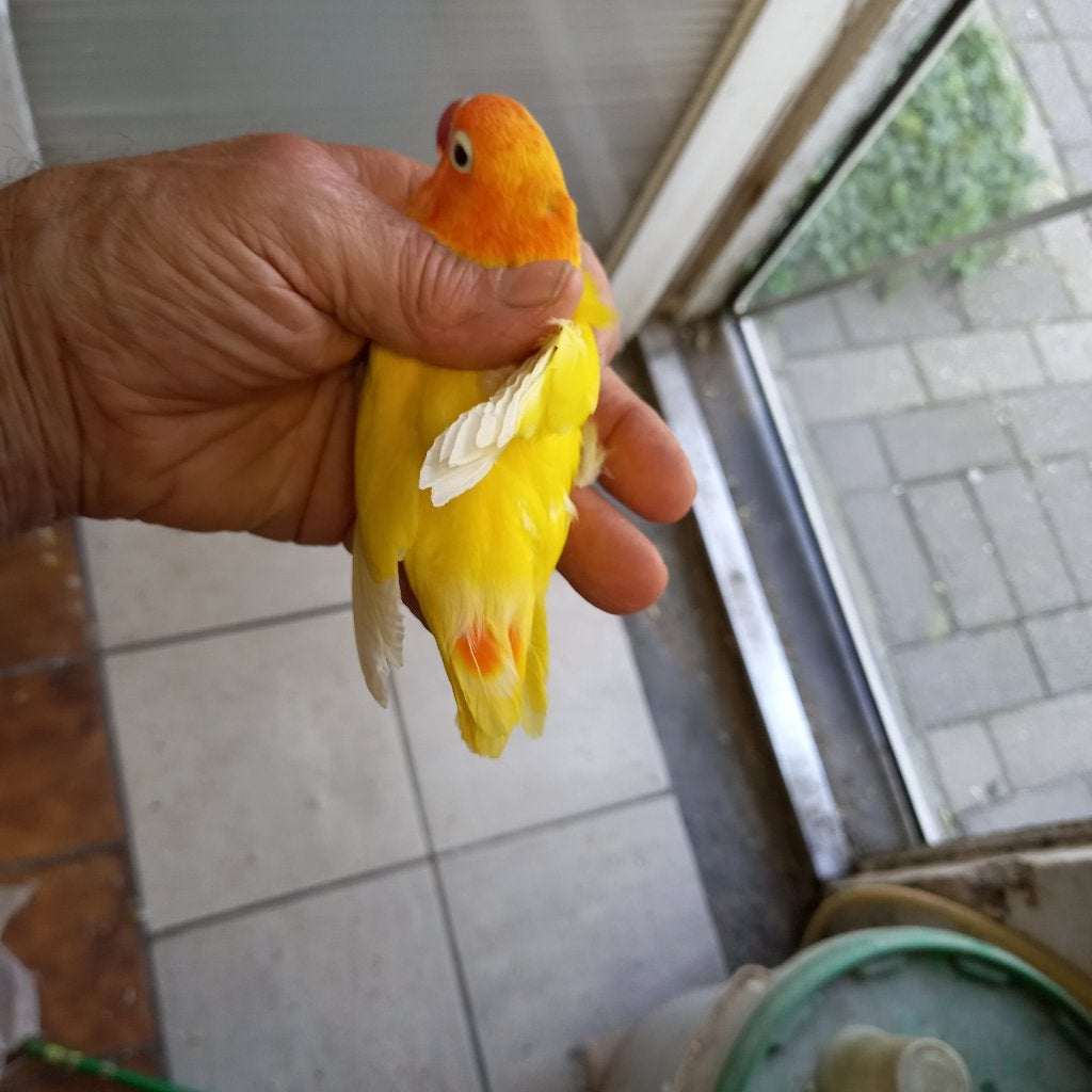 Fischeri, Dieren en Toebehoren, Geslacht onbekend, Dwergpapegaai of Agapornis, Geringd