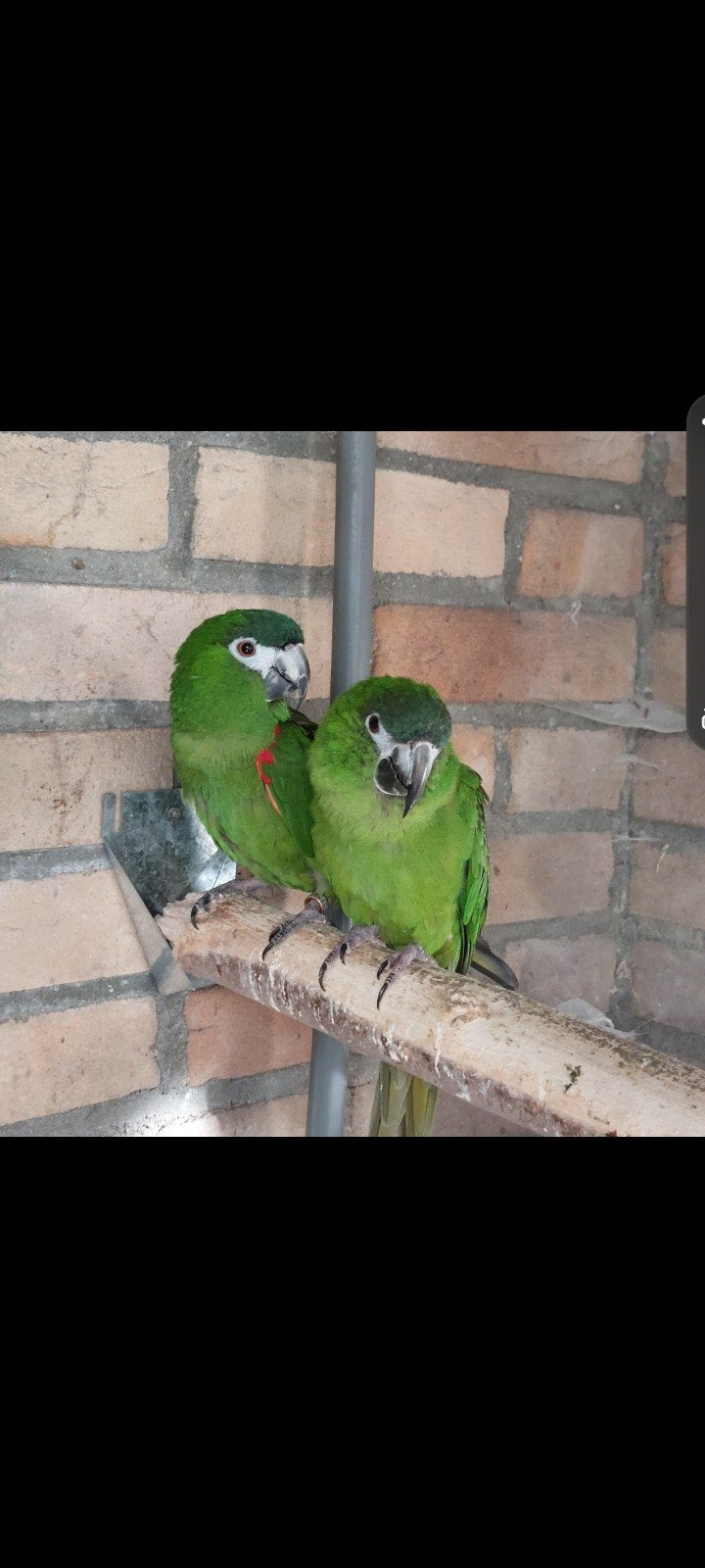 Ara nobilis koppel, Dieren en Toebehoren, Vogels | Parkieten en Papegaaien, Papegaai, Meerdere dieren, Geringd