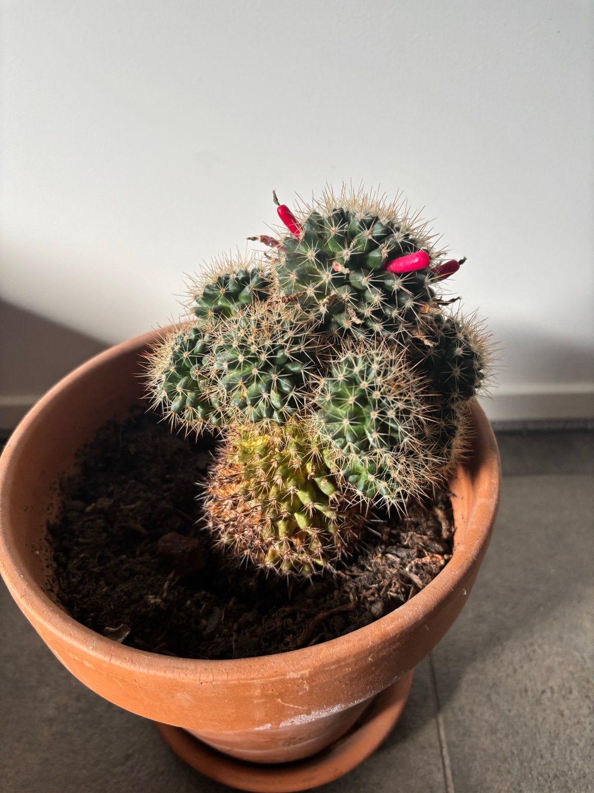 Cactus in pot - Mammillaria met rode vruchten, Ophalen, Minder dan 100 cm, In pot, Cactus