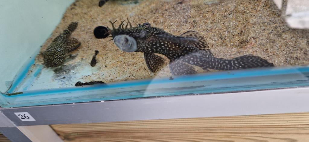 Diverse ancistrussen, Dieren en Toebehoren, Vis