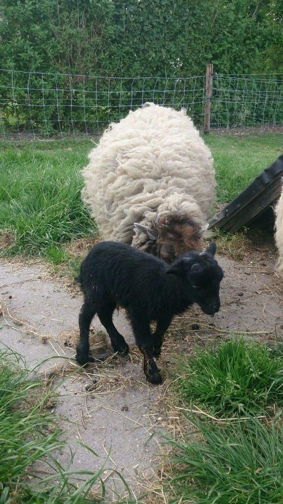 Hele fraaie Ouessant schaapjes. Mooie kleine maat., Dieren en Toebehoren, Vrouwelijk, Schaap