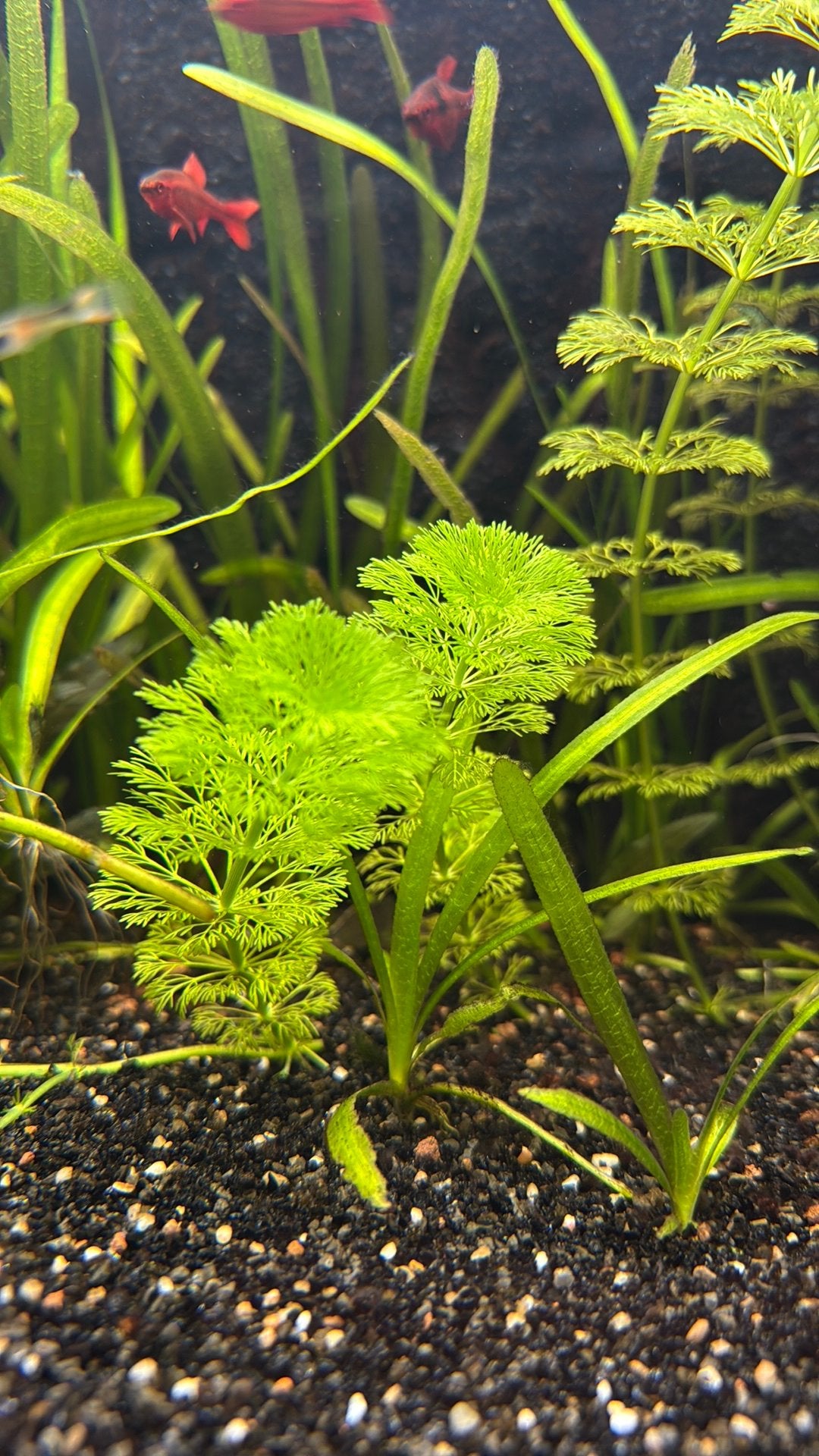 Ambulia ( Limnophila sessiliflora) aquariumplant, Dieren en Toebehoren, Vissen | Aquaria en Toebehoren, Ophalen, Nieuw, Plant(en), Steen of Hout