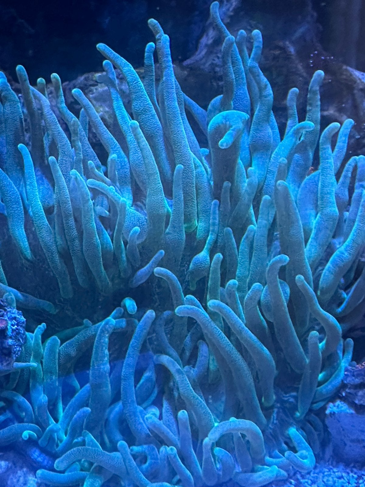 Groen/blauwe tepelanemoon, Dieren en Toebehoren, Vis