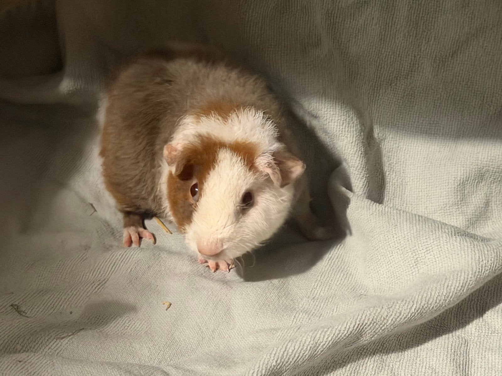 Cavia zeugje, Dieren en Toebehoren, Cavia, Vrouwelijk, Mei, Tam
