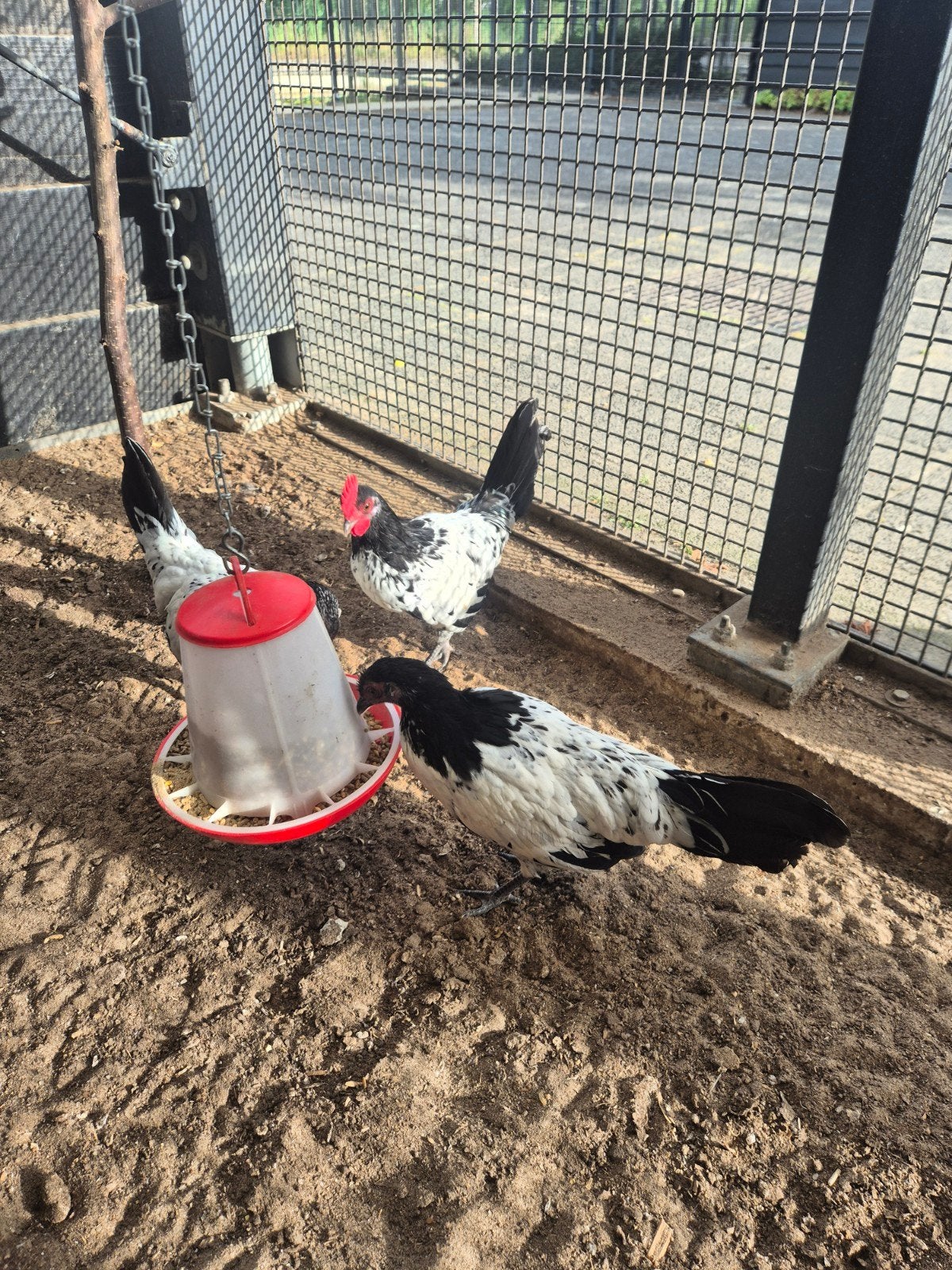 Lakenvelder kriel haan, Dieren en Toebehoren, Pluimvee, Mannelijk, Kip