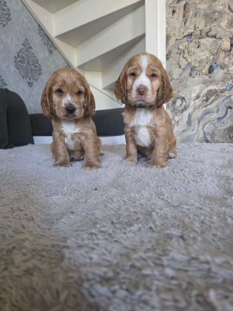 Prachtige Cocker Spaniel pups, Dieren en Toebehoren, 8 tot 15 weken, Parvo, Meerdere, Meerdere dieren