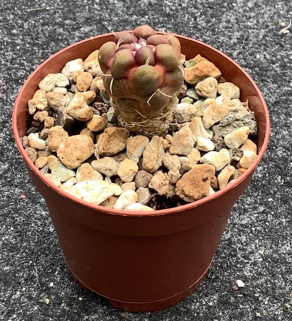 Cactus, Cintia, Huis en Inrichting, Kamerplanten, Ophalen of Verzenden, Cactus, Volle zon, Minder dan 100 cm