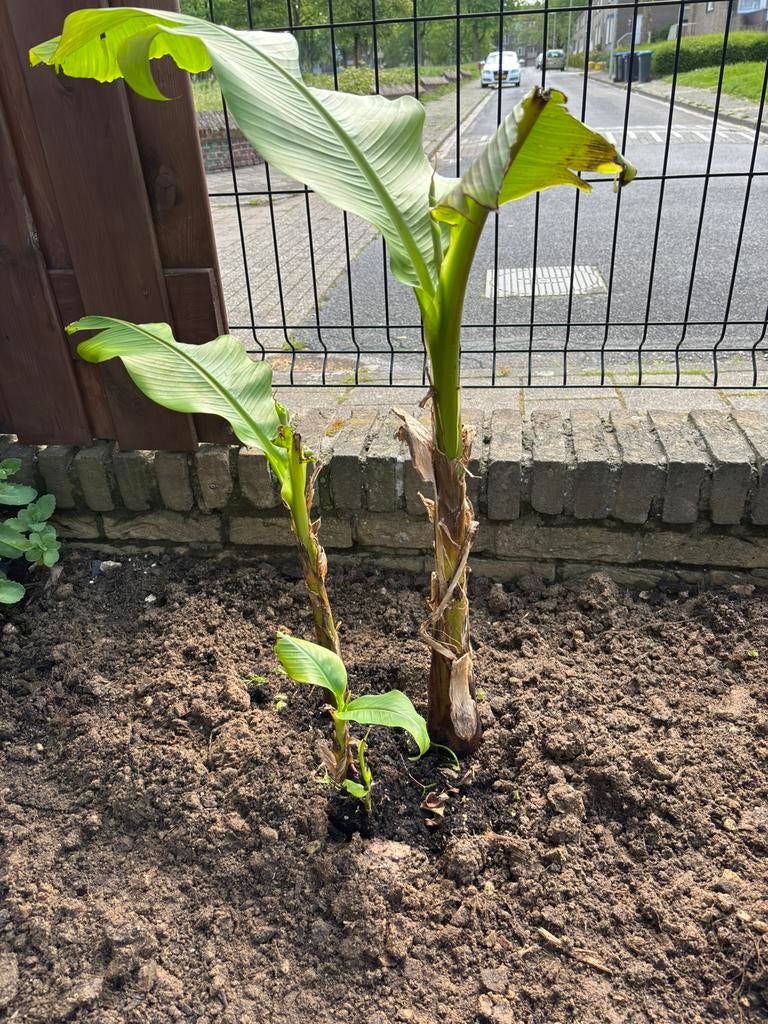 Bananenboompjes, Ophalen, Minder dan 100 cm, Vijgenboom, Lente