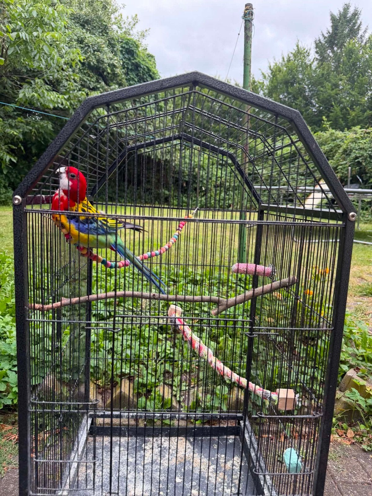 Rosella, Dieren en Toebehoren, Ophalen, Zo goed als nieuw, Metaal, Vogelkooi
