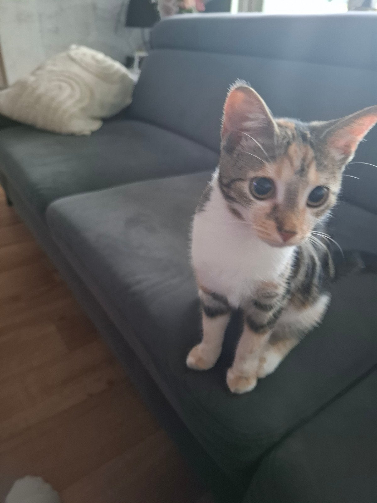 kitten poesje, Dieren en Toebehoren, Poes, Ontwormd, 0 tot 2 jaar