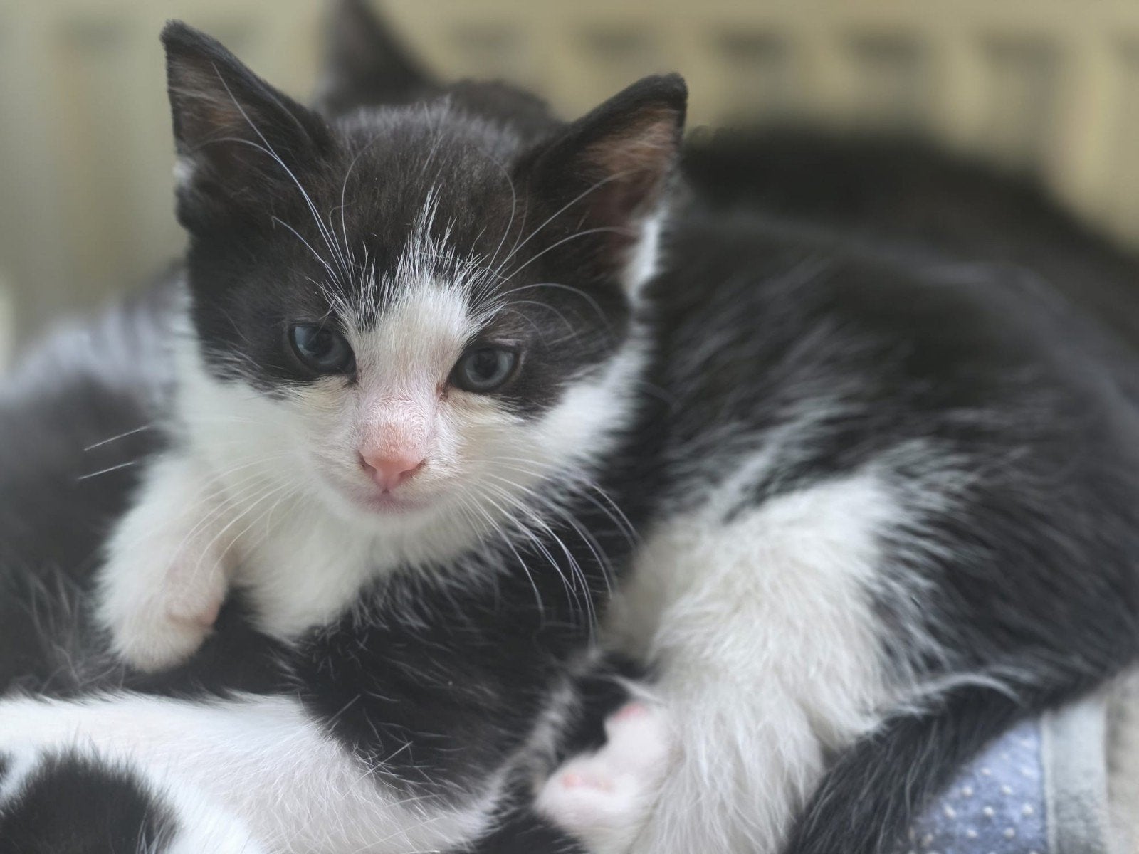 Knappe Reijn zoekt forever thuisje, Kater, Kortharig, 0 tot 2 jaar