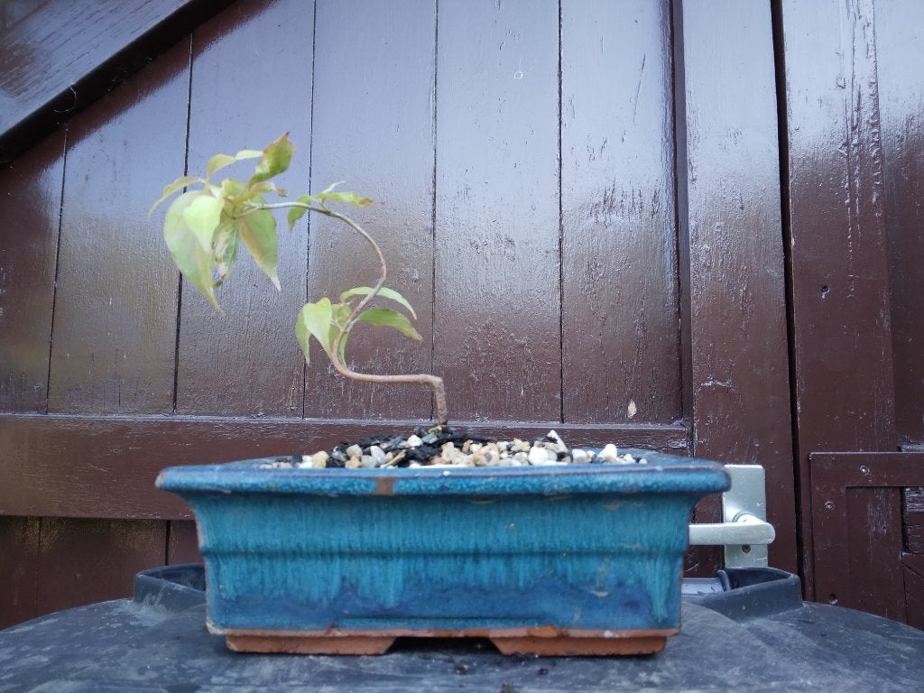 Bonsai, Ophalen, Zo goed als nieuw, Tuin, Aardewerk