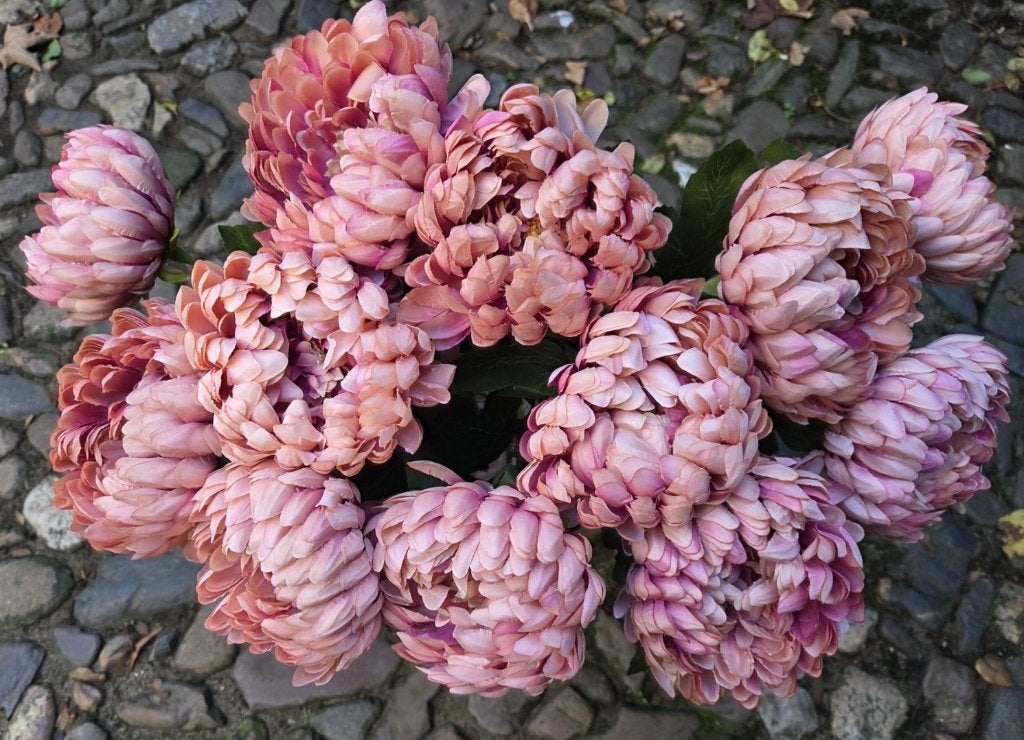 CHRYSANT - KUNST - OUDROZE TINTEN, Ophalen of Verzenden, Nieuw