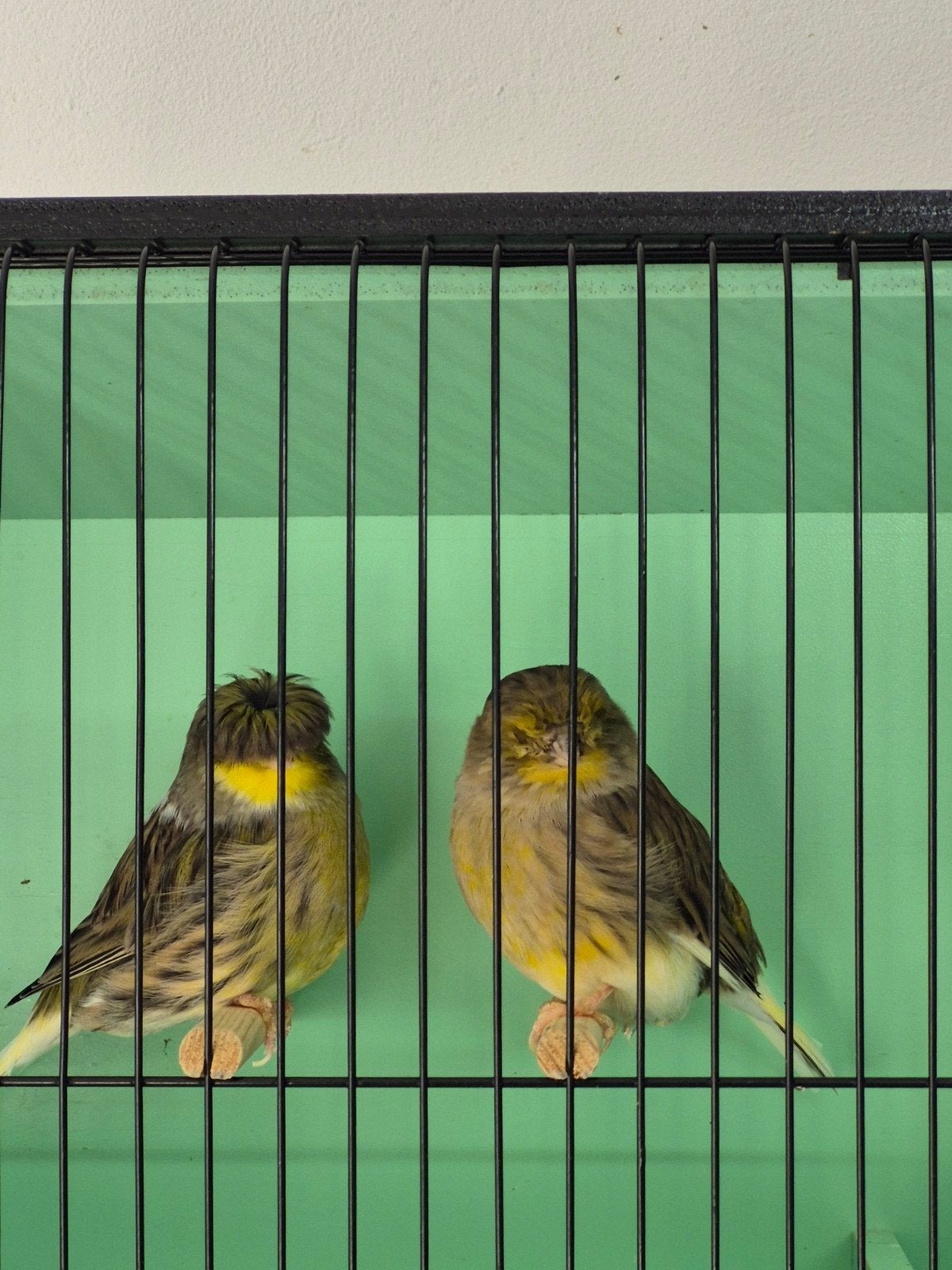 Koppel Glosters, Meerdere dieren, Postuurkanarie