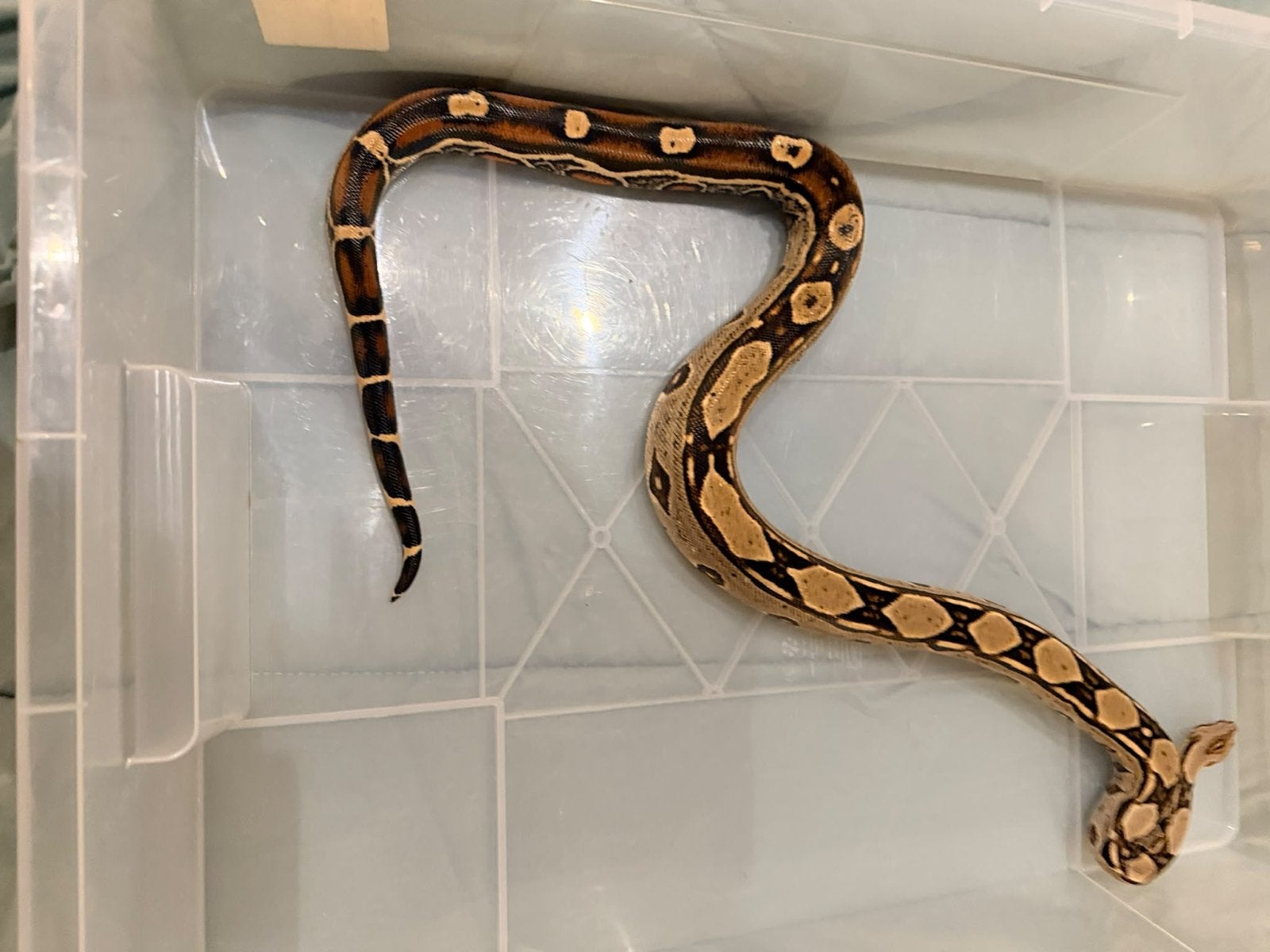 Zeer mooie boa man Boa Constrictor photo 2