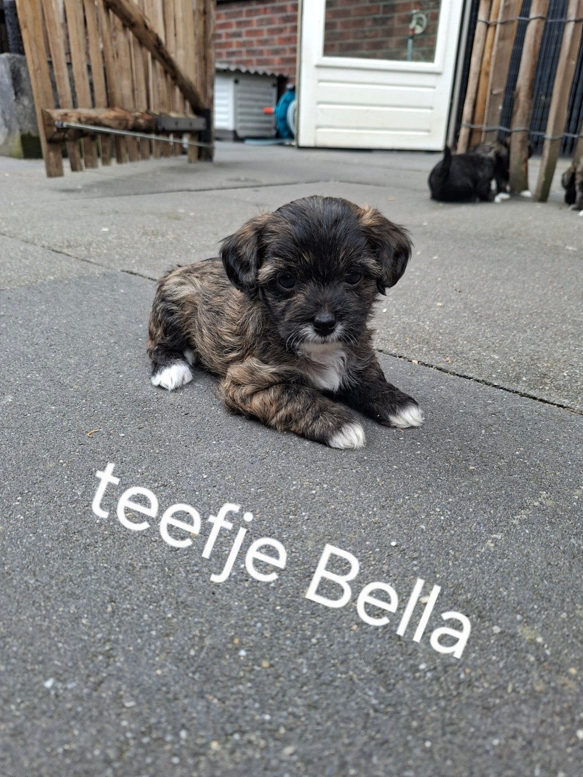 Chinese naakthond x Chihuahua puppy’s., Dieren en Toebehoren, Honden | Niet-rashonden, 8 tot 15 weken, Meerdere, Meerdere dieren