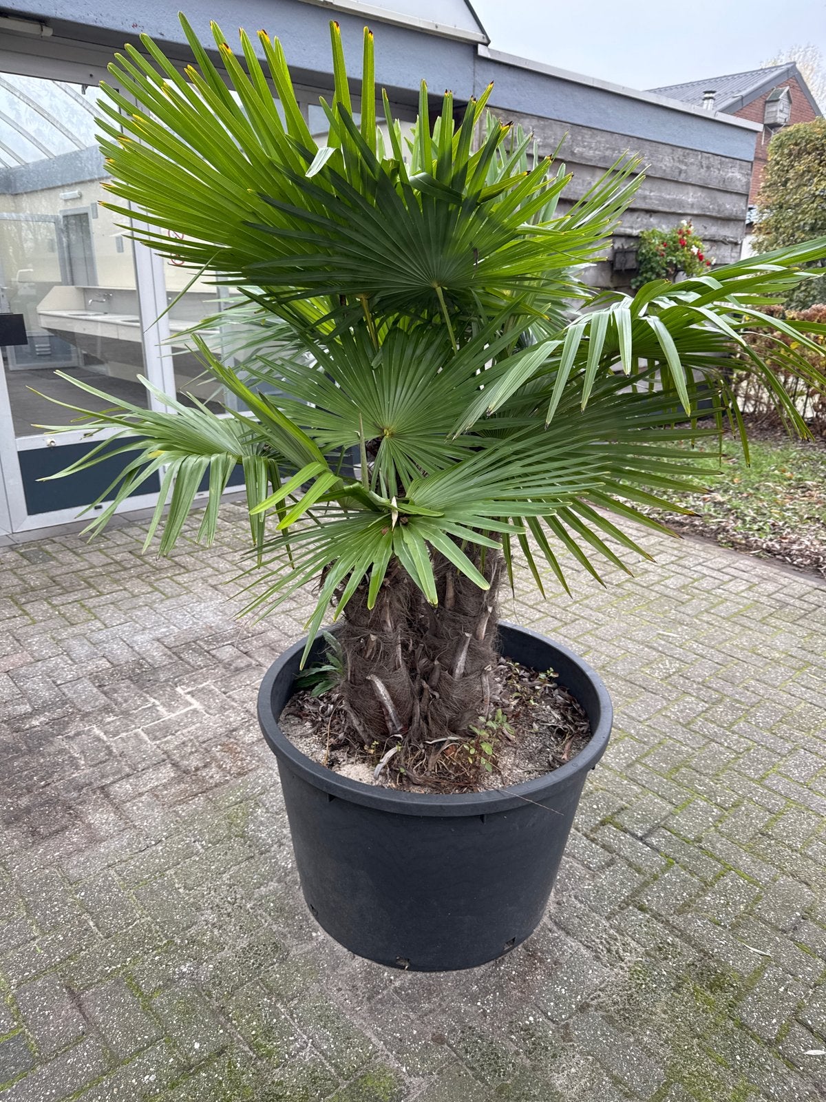 Trachycarpus Fortunei - Winterharde Palmboom, Volle zon, Vaste plant, Bloeit niet, Ophalen
