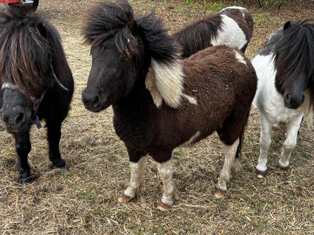 Zwartbont jaarling hengstje, Dieren en Toebehoren, Pony's, Merrie, Niet van toepassing, A pony (tot 1.17m), 0 tot 2 jaar