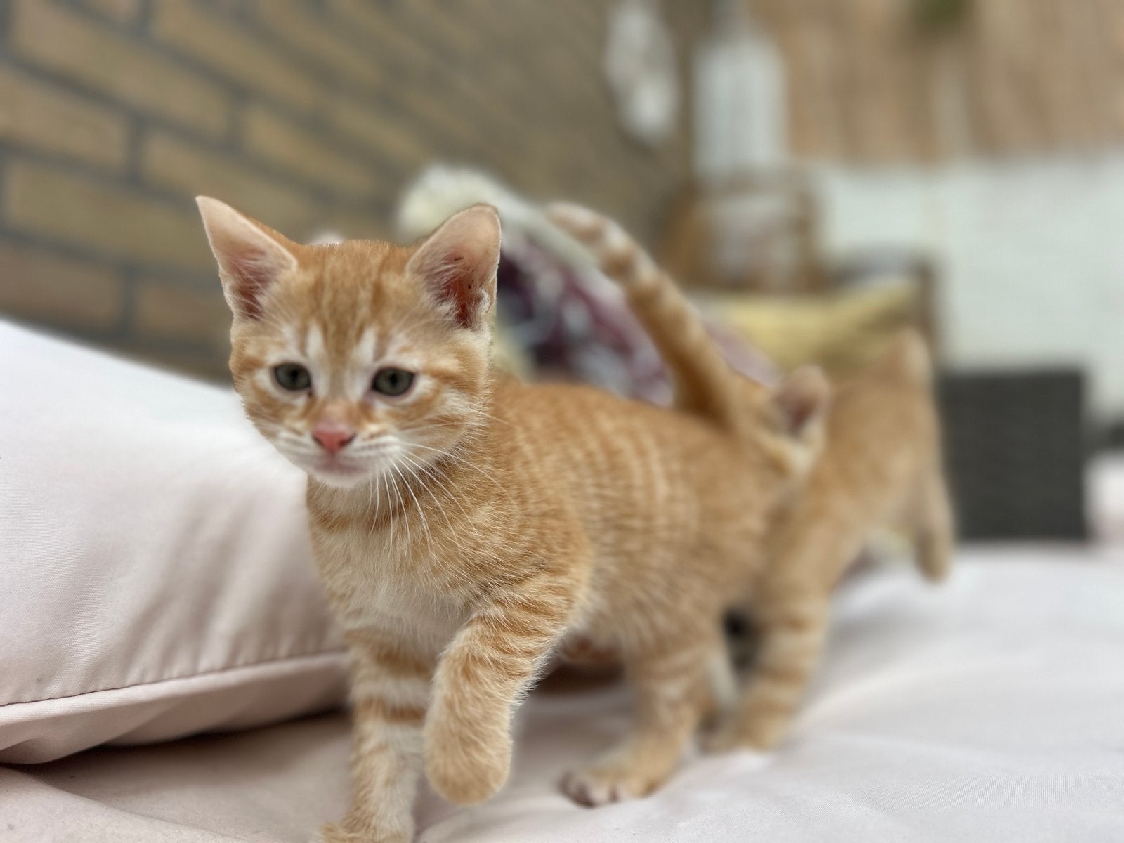 Lieve kittens zoeken een nieuw thuis!, Dieren en Toebehoren