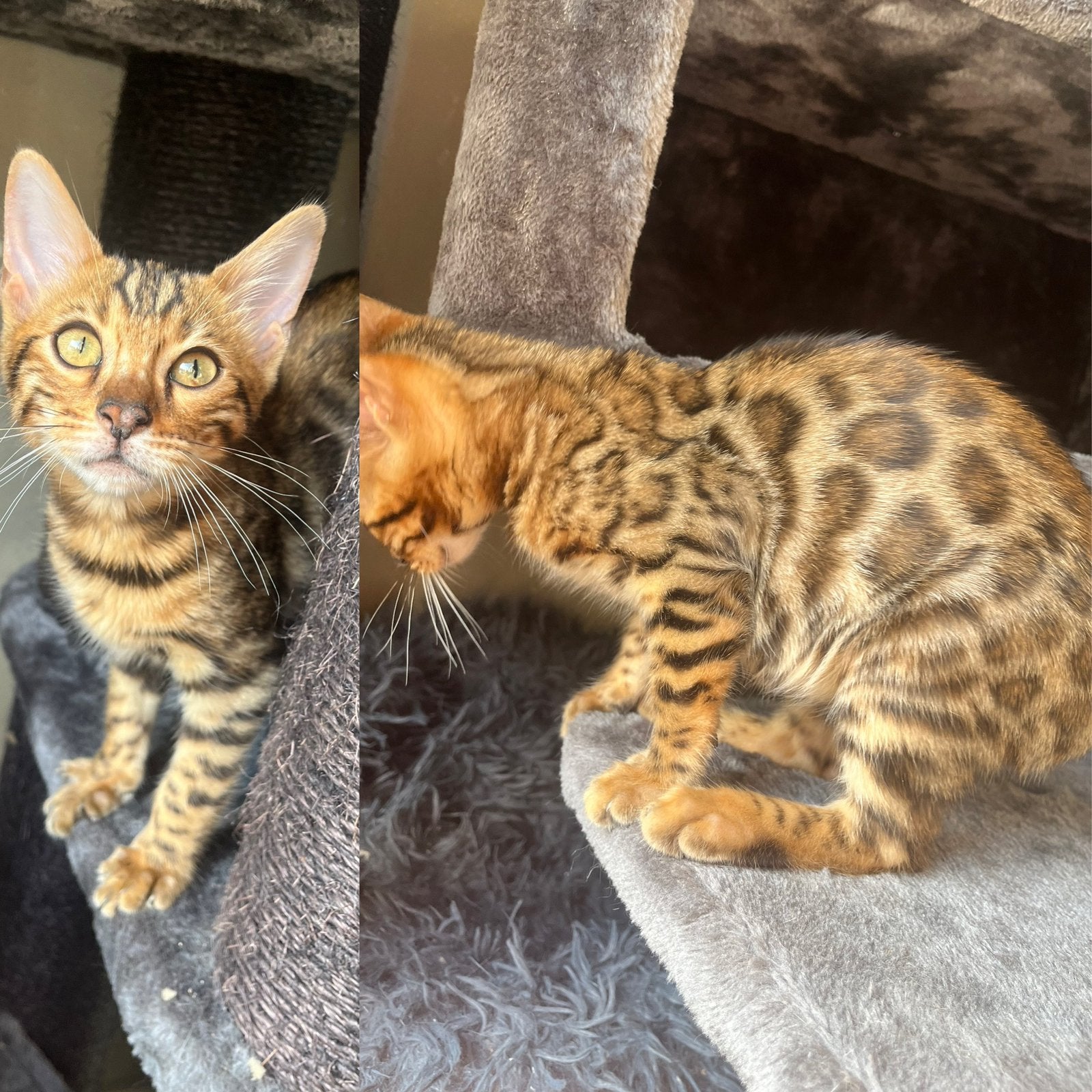 Bengaal Kater raskatten/katten/kittens/kitten, Kater