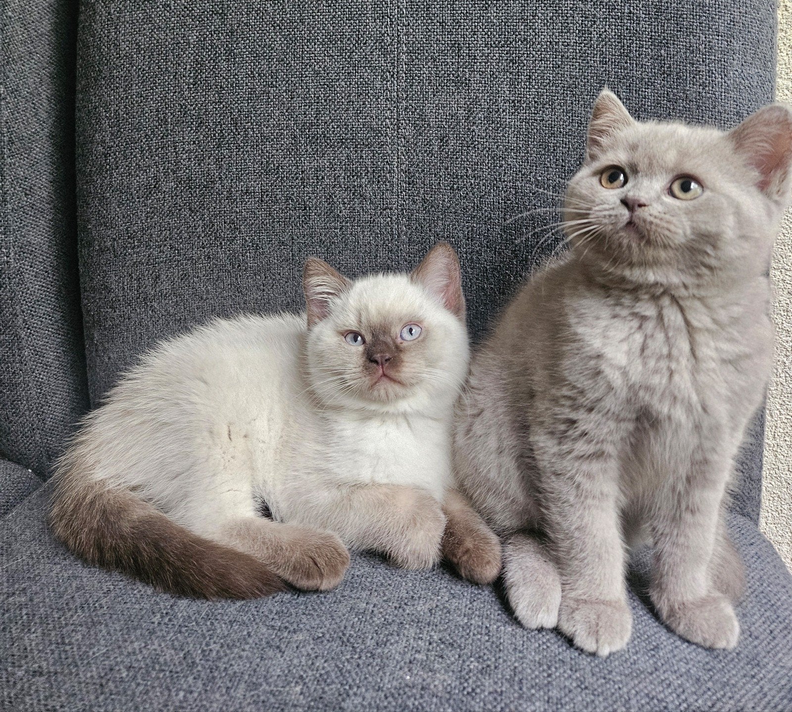 britse korthaar kittens, Meerdere dieren, Ontwormd