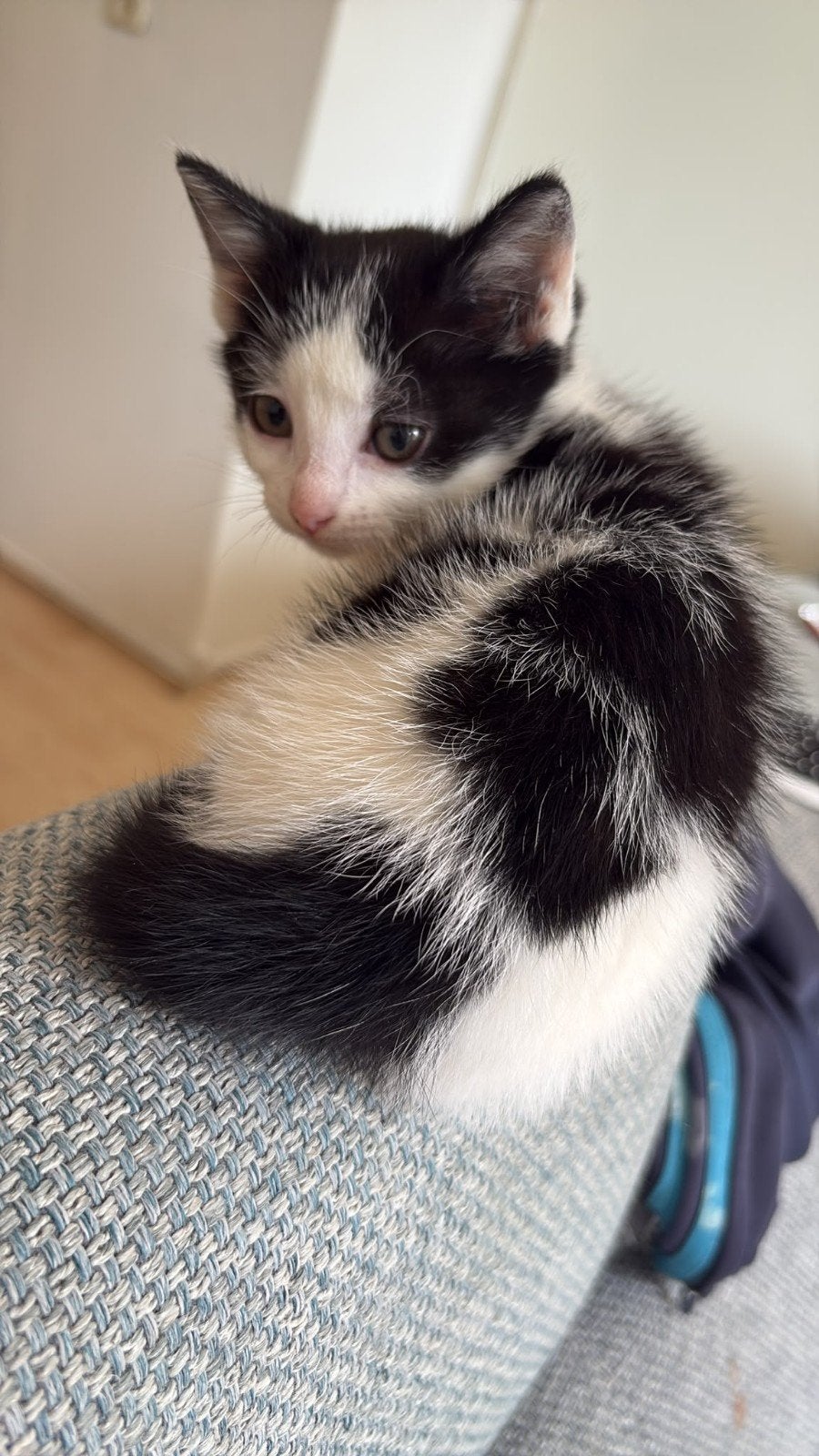 Kittens Europees korthaar, Dieren en Toebehoren, Meerdere dieren