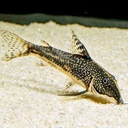 Corydora Barbatus, Dieren en Toebehoren, Vis, Zoetwatervis, Schoolvis