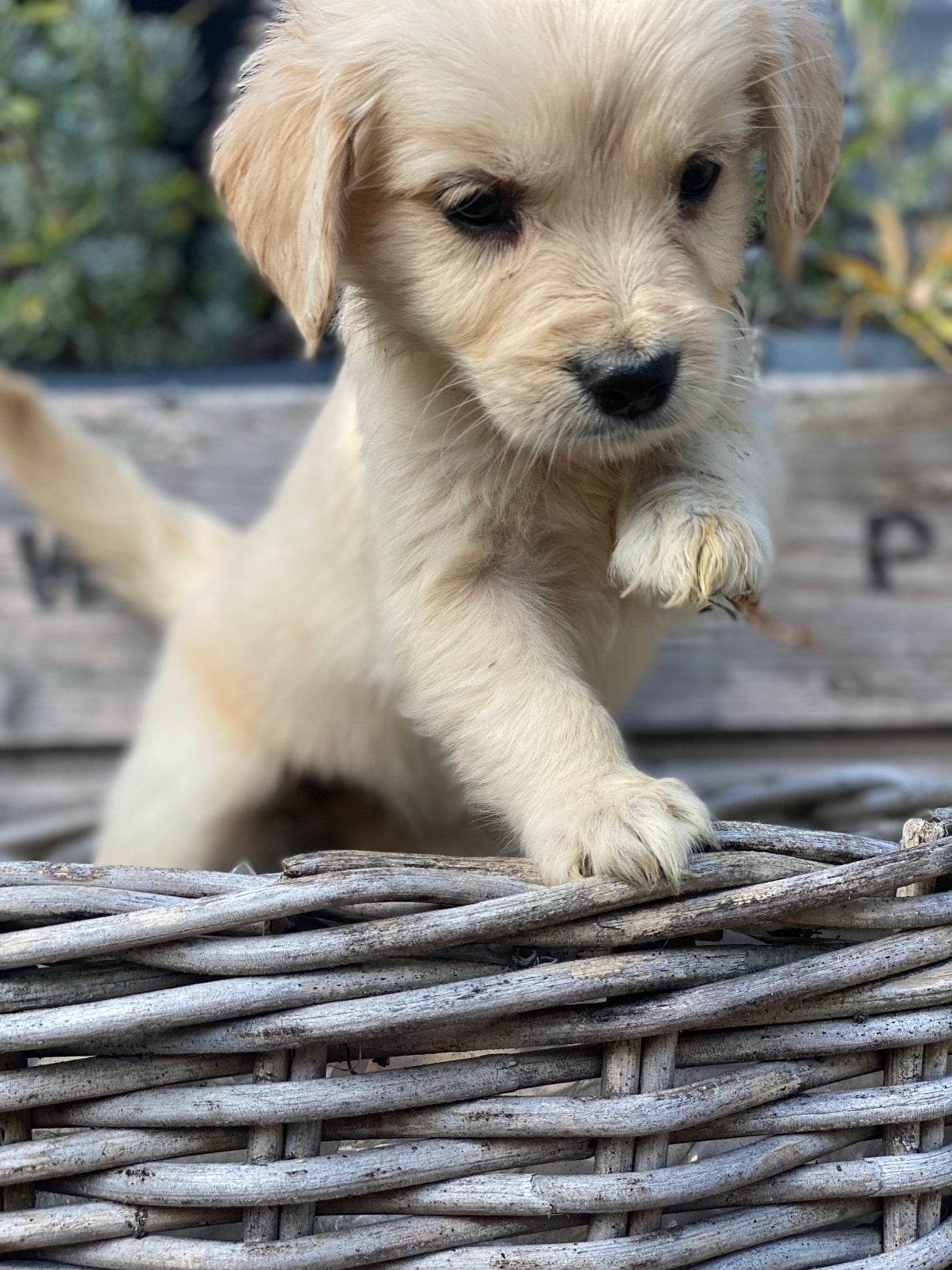 Golden retriever pups, Dieren en Toebehoren, Golden retriever, CDV (hondenziekte), 8 tot 15 weken, Meerdere