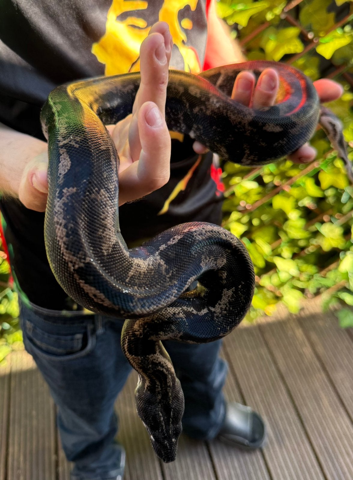 Boa constrictor. IMG GHOST. 2024. Boa Constrictor - unknown for sale from De Jong