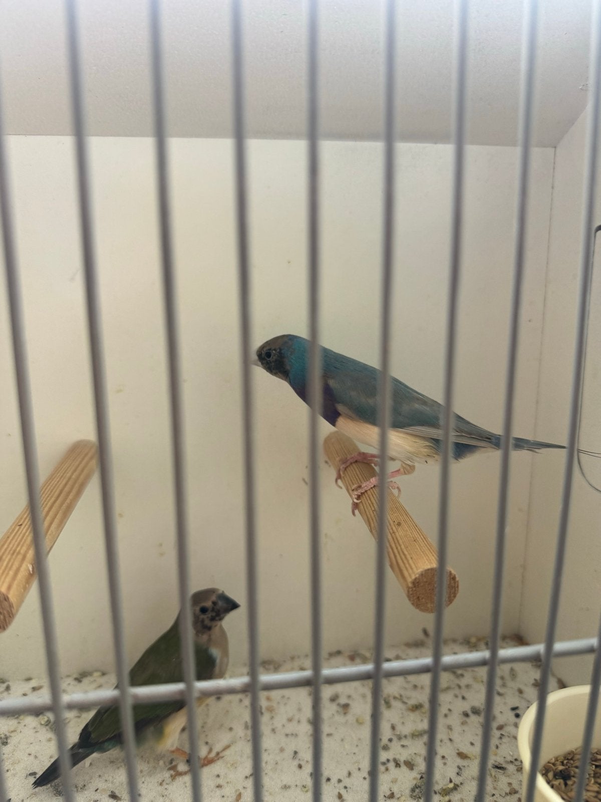 Blauw gouldamadine koppel, Dieren en Toebehoren, Meerdere dieren