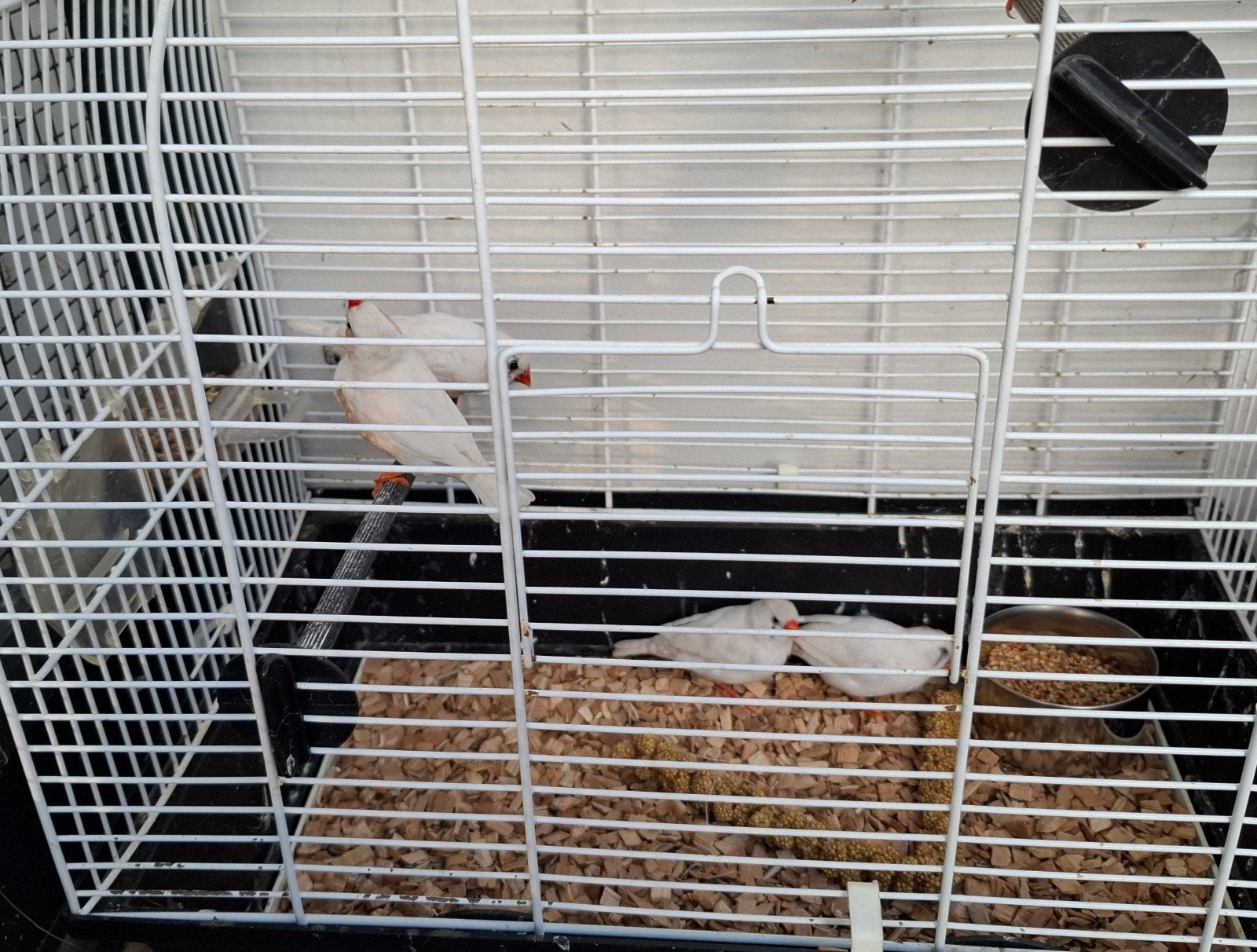 Witte Zebravinken, Ophalen of Verzenden, Nieuw, Kooi-accessoires