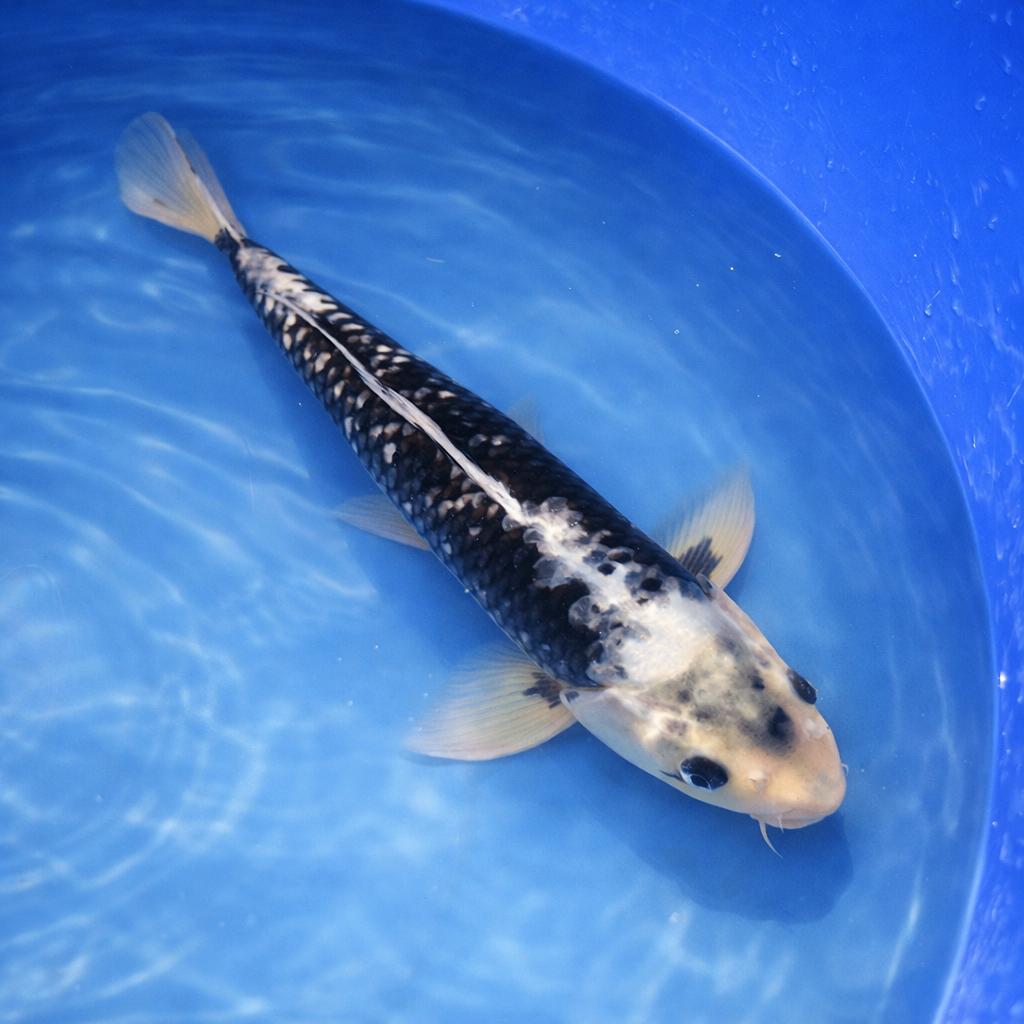Hajiro 38-45 cm Sansai, Karper of Koi