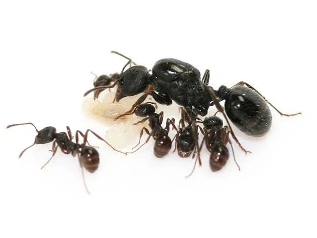 Messor aciculatus 2 queens(polygyne), Mieren