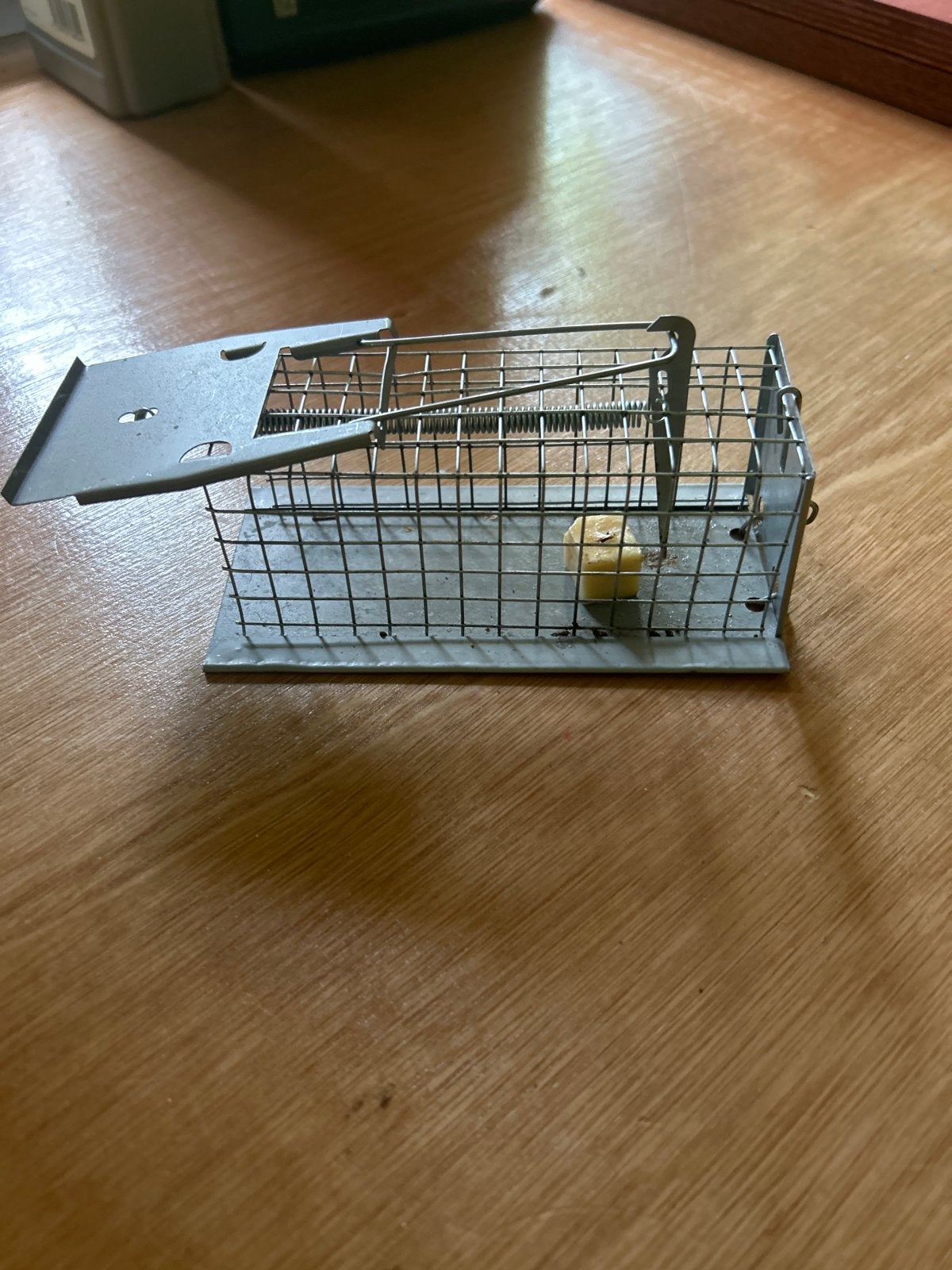 Muizen, Dieren en Toebehoren, Knaagdieren, Muis, Meerdere dieren, Tam, September