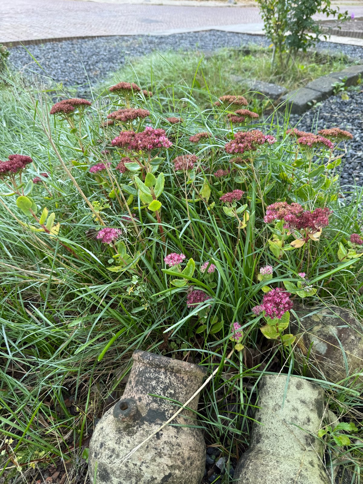 Gratis Hemelsleutel (Sedum spectabile)  Vaste Plant, Volle zon, Vaste plant, Herfst, Ophalen