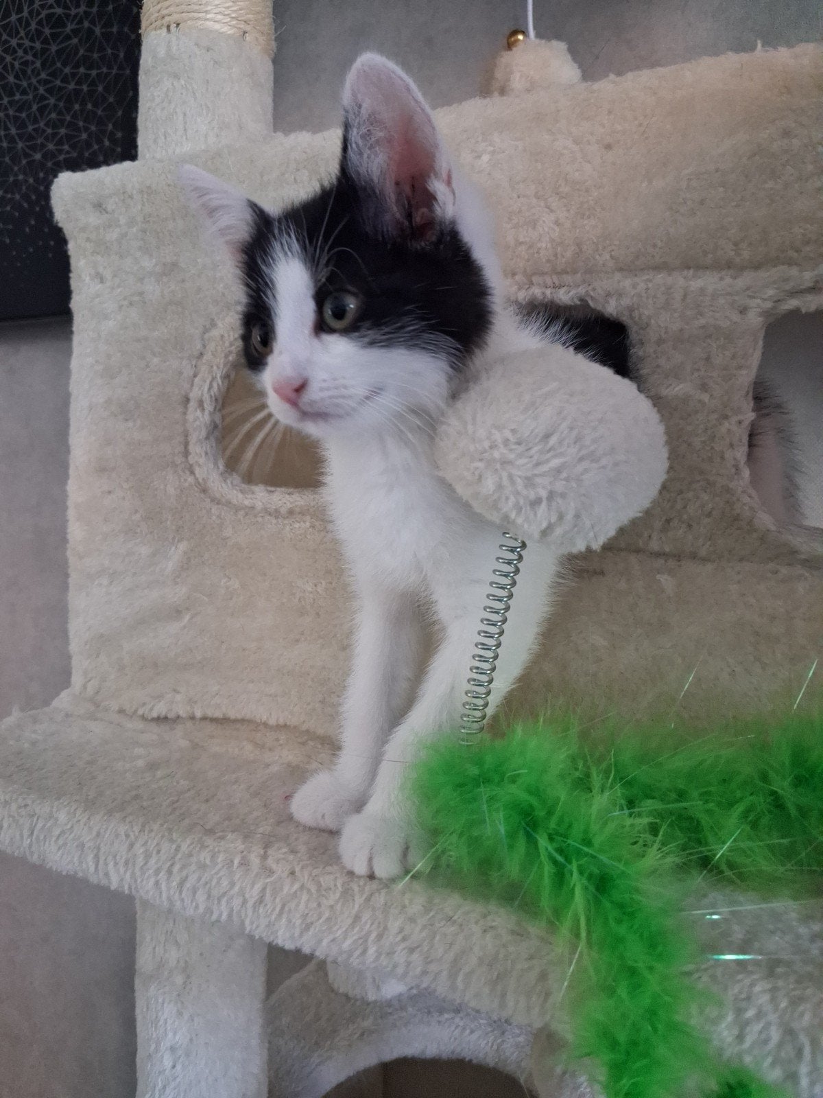 Kitten 10 weken zoekt lief baasje en goed huisje., Dieren en Toebehoren, Katten en Kittens | Overige Katten, Kater, Kortharig