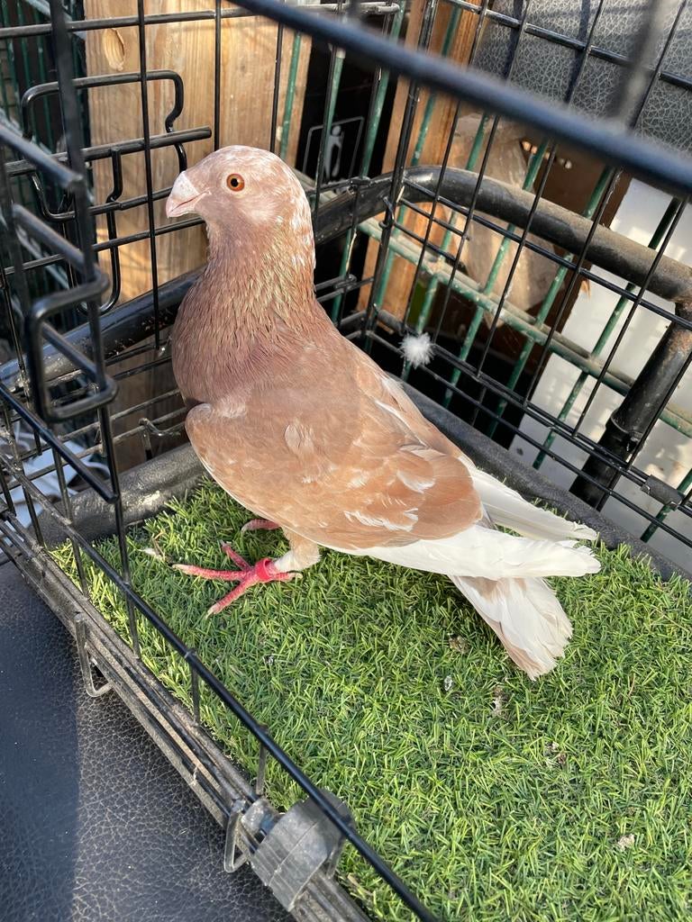 Mooie laudino duivin, Dieren en Toebehoren