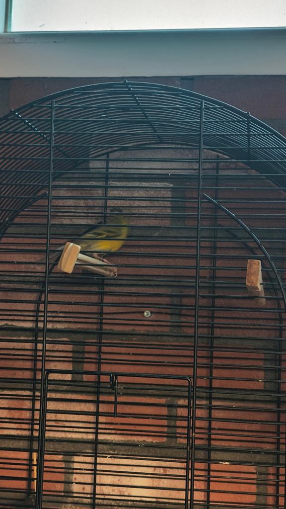 Bastaard kanarie sijs, Mannelijk, Wildzangvogel