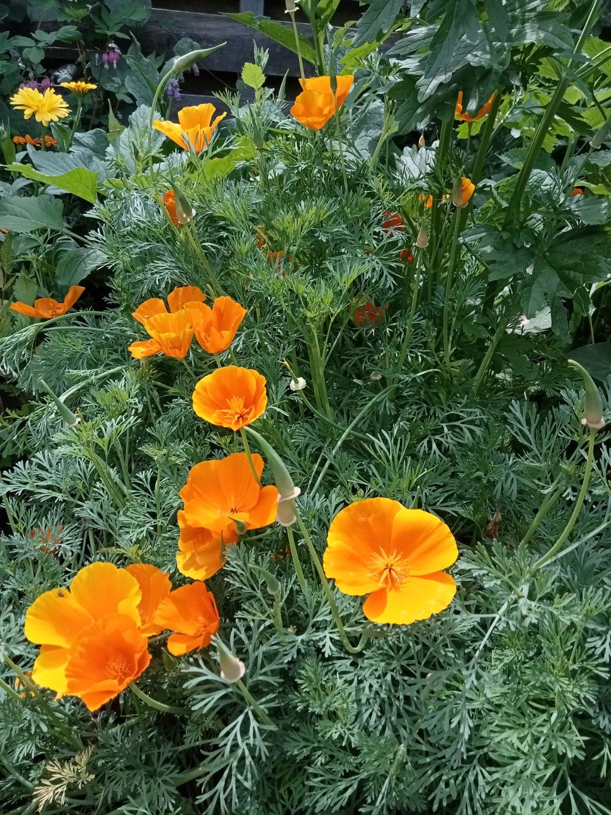 Eschscholzia californica - Slaapmutsje zaden, Ophalen of Verzenden, Voorjaar, Volle zon, Zaad