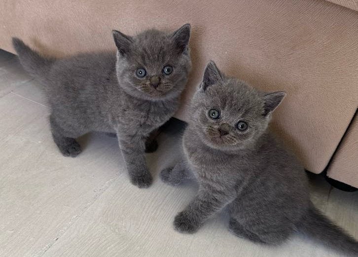 Britse Korthaar Kittens, Kater, Ontwormd, 0 tot 2 jaar