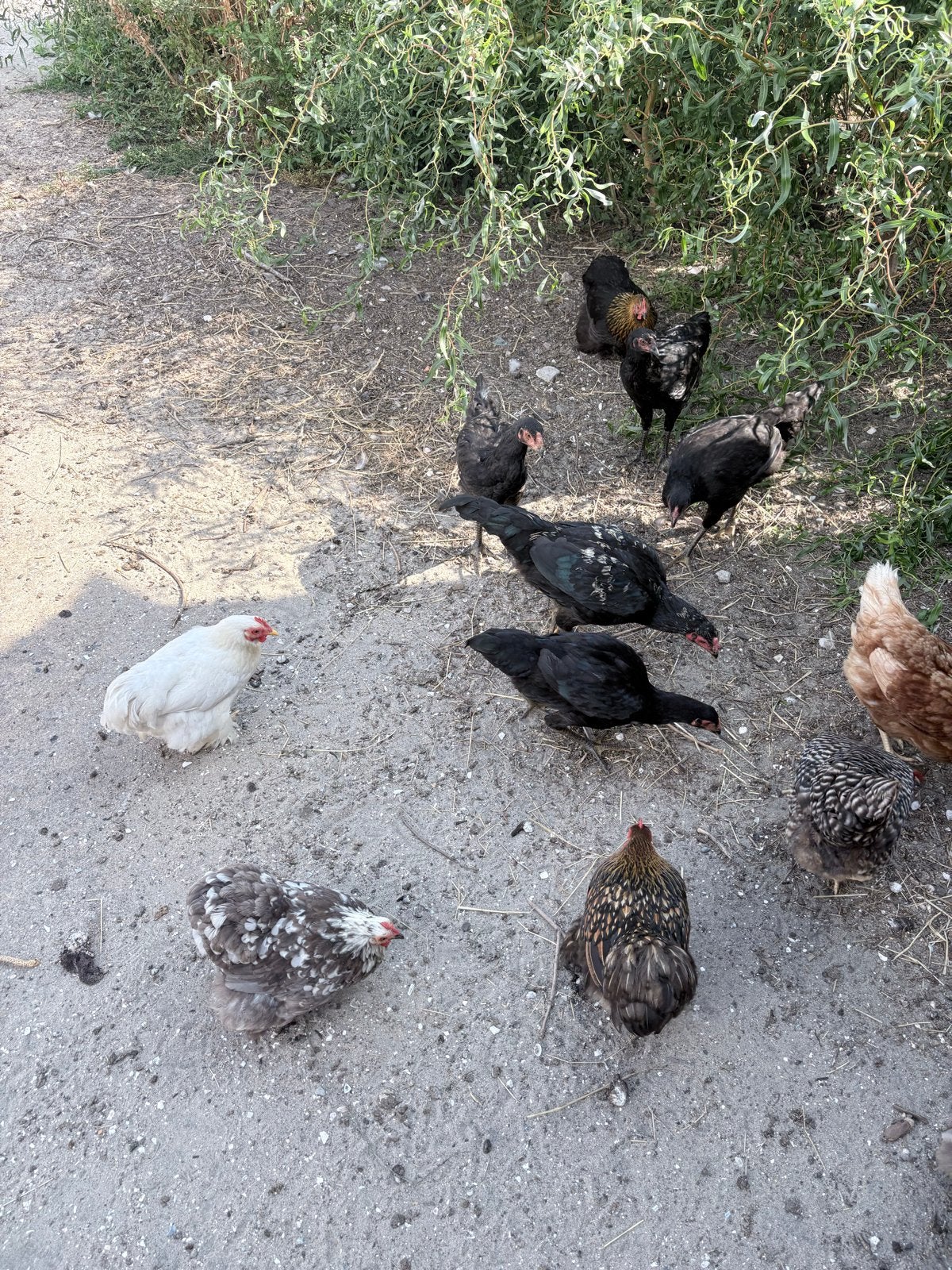 Kippen te koop, Dieren en Toebehoren, Vrouwelijk, Kip