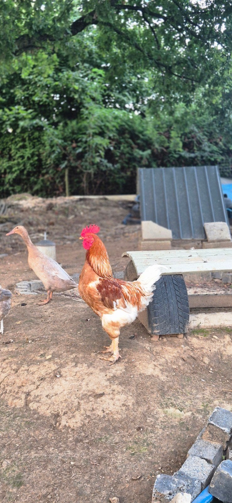 Gratis haan, Dieren en Toebehoren, Pluimvee, Mannelijk, Kip