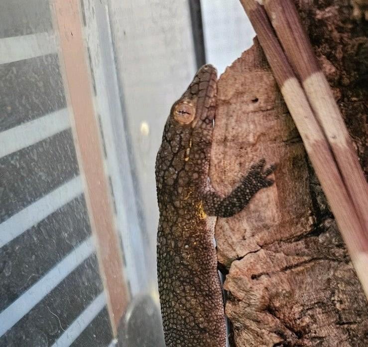 Eurydactylodes vieillardi vrouwelijk / kameleongekko, Hagedis, 0 tot 2 jaar