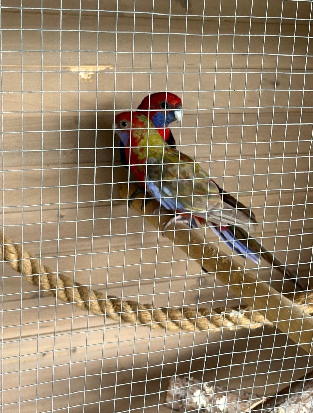 Pennant rosella koppel, Meerdere dieren, Parkiet