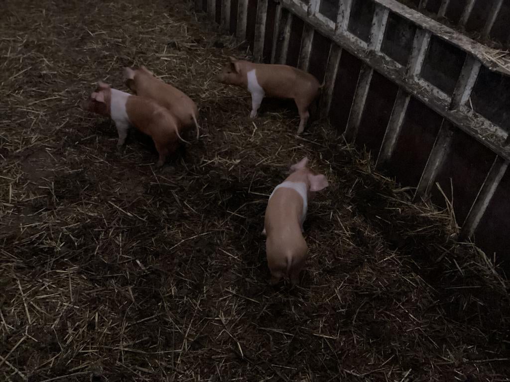 husumer biggen €.120,-, Dieren en Toebehoren, Meerdere dieren, Varken, 0 tot 2 jaar