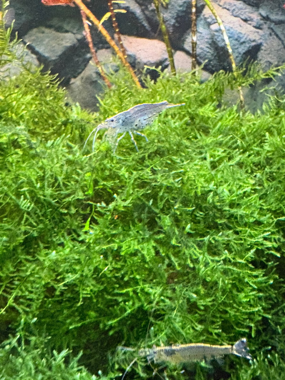 Christmas Mos Aquarium hoge kwaliteit, Ophalen of Verzenden, Nieuw, Plant(en), Steen of Hout