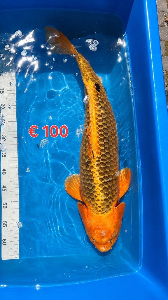 Mooie Grote Japanse Koi – Vanaf €75 en €100, Karper of Koi