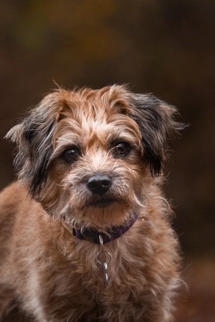 Liefdevol huis met tuin aangeboden voor kleine herplaatser!, Dieren en Toebehoren, Honden | Jack Russells en Terriërs, 1 tot 2 jaar
