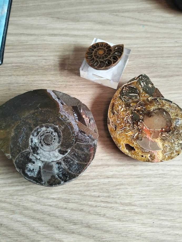 Ammonite fossielen, Verzamelen, Mineralen en Fossielen, Ophalen of Verzenden, Fossiel